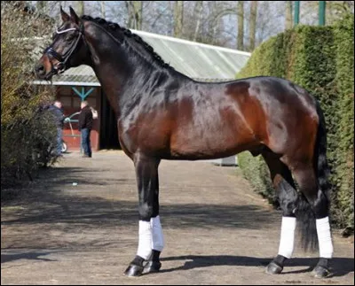 Le mâle de la jument a 2 noms, un quand il est entier et un quand il est castré, quels sont-ils ?