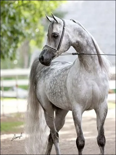 Quel est le nom de la robe de ce cheval ?