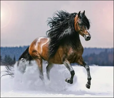 Comme s'appellent les niveaux que l'on passe en équitation ?
