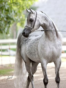 Quiz Chevaux