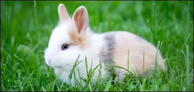 Qu'est-ce que c'est ?