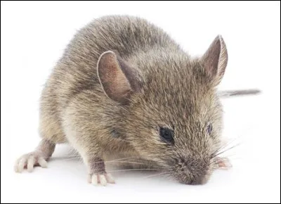 Qu'est-ce que c'est ?