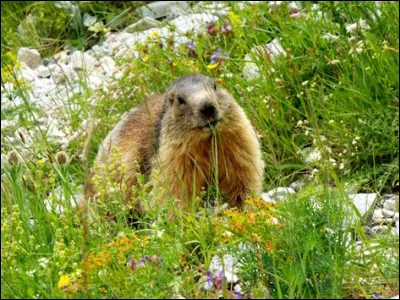 Qu'est-ce que c'est ?