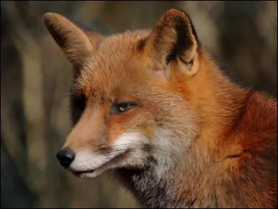 Qu'est-ce que c'est ?