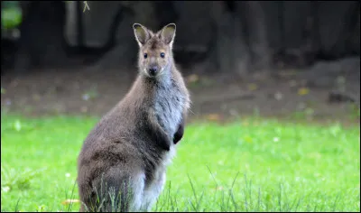 Il existe une forêt, en France, où l'on peut voir des wallabies de Bennett sauvages et en liberté !