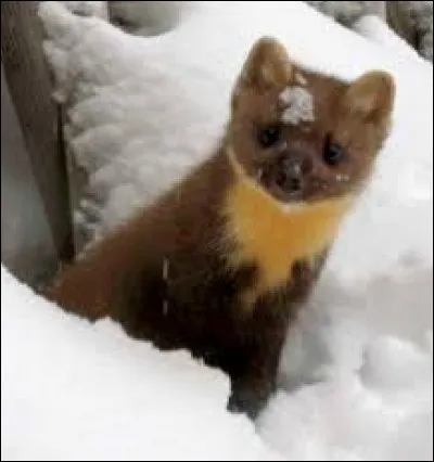Prédatrice d'oeufs, d'oiseaux et de petits rongeurs !