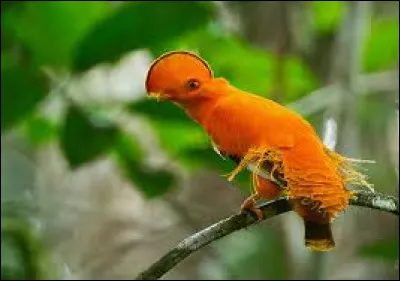 Sur quel continent pouvez-vous voir cet oiseau ?