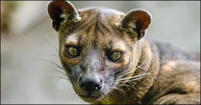Ses principales proies sont les lémuriens et les tenrecs (variétés de hérissons) !