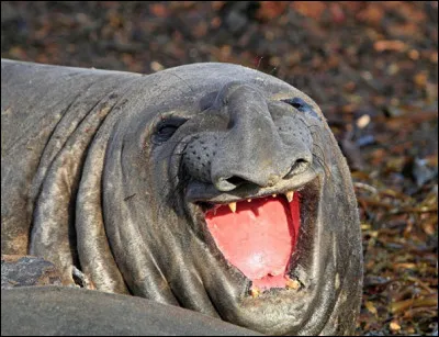 Regardez bien cet animal, diriez-vous que c'est un phoque ou une otarie ?