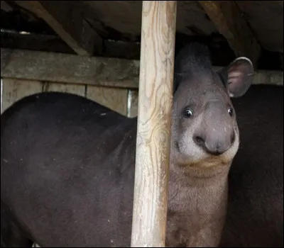 Son aspect peut sembler un peu rébarbatif, mais c'est un animal très doux !