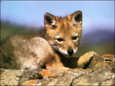 Quel est ton plat préféré ?