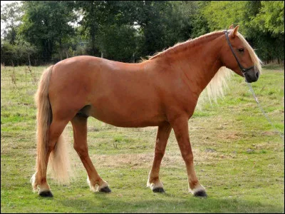 Ce cheval est-il couché ?