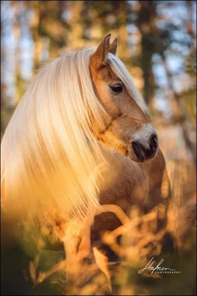 Comment est cette crinière ?