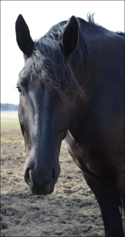 Ce cheval a la robe blanche.
