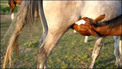 Ce poulain tète sa mère à sa gauche.