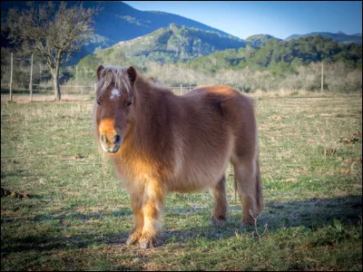 Un poney peut-il avoir une queue ?