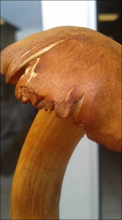 Quel cortinaire contient à plus faible concentration la même toxine que Cortinarius orellanus et speciosissimus ?