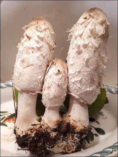 Quelle espèce peut, sous certaines conditions, provoquer un effet Antabuse ?