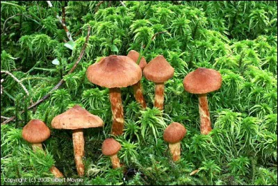 Dans les cas d'un empoisonnement au Cortinarius speciosissimus, l'endéans peut aller jusqu'à :