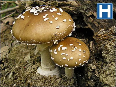 L'une des toxines responsables des empoisonnements par Amanita pantherina est :