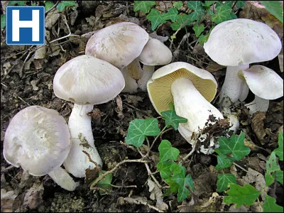 Entoloma sinuatum (lividum) provoque un :