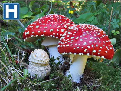 La consommation d'Amanita muscaria déclenche un :
