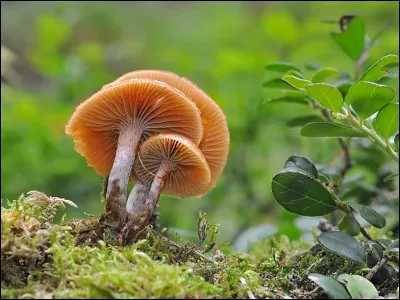 Le syndrome déclenché par Galerina marginata est qualifié de :
