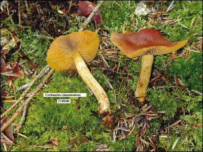 Les cortinaires du sous-genre Dermocybe (Cortinarius sanguineus,semisanguineus, cinnamomeus, 
cinnamomeoluteus, phoeniceus etc...) contiennent de l'émodine. On parle alors de :