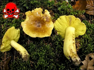 La consommation deTricholoma auratum déclenche un syndrome de rhabdomyolyse qui détruit :