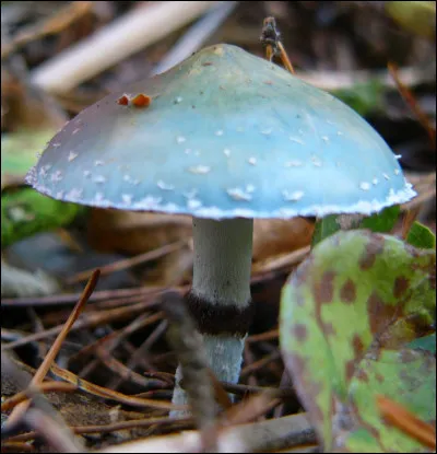 Le Syndrome narcotinien concerne principalement Psilocybe, Panaeolus, Pholiotina ou Stropharia. Les toxines impliquées sont entre autres :