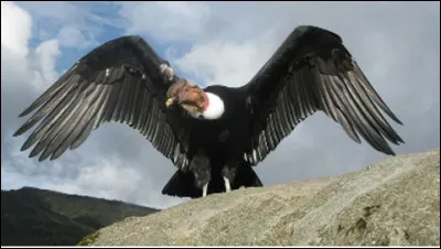 Quel est cet oiseau de proie, un charognard d'Am&eacute;rique avec des ailes de tr&egrave;s grande envergure ?