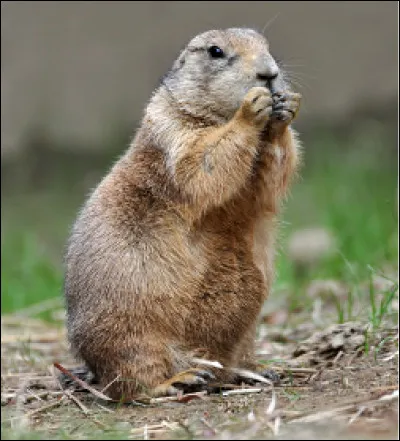 Quel est ce rongeur dont le cri ressemble &agrave; l'aboiement d'un chien et qui vit dans le prairies d'Am&eacute;rique du Nord ?