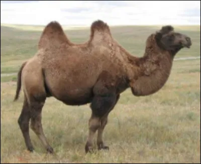 Quel est ce mammif&egrave;re de la famille des cam&eacute;lid&eacute;s aux deux bosses caract&eacute;ristiques ?