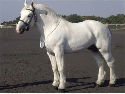 Quel est ce "pur-sang des chevaux de trait", un colosse de marbre blanc originaire de la r&eacute;gion du Pas-de-Calais ?