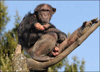 Quel est ce singe de la famille des hominidés, remarquablement intelligent, proche génétiquement de l'espèce humaine ?