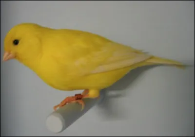 Quel est ce petit oiseau domestique chanteur de couleur jaune, le plus populaire des oiseaux de cage ?