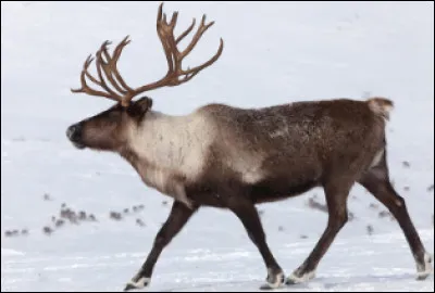 Quel est ce cervid&eacute; robuste, originaire des r&eacute;gions arctiques du Canada qui porte des bois importants ?