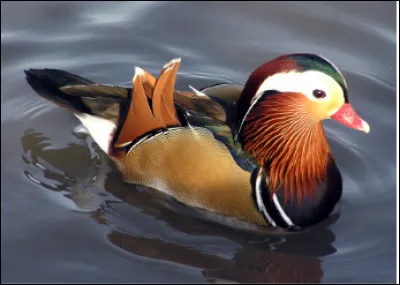 Quel est cet oiseau aquatique reconnaissable entre tous par son plumage resplendissant ?