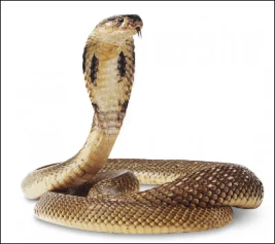 Quel ce serpent au venin extr&ecirc;mement toxique originaire d'Afrique et d'Asie ?
