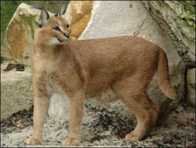 Quel est ce f&eacute;lin au poil court gris fauve, aux longues jambes, au cr&acirc;ne haut et bomb&eacute; avec de longs poils au bout des oreilles ?