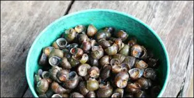 Que sont ces tout petits coquillages ?