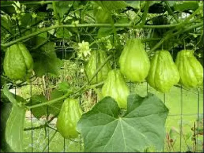 Que sont ces fruits ?