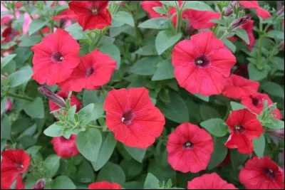 Pour finir, je vous fais une fleur !