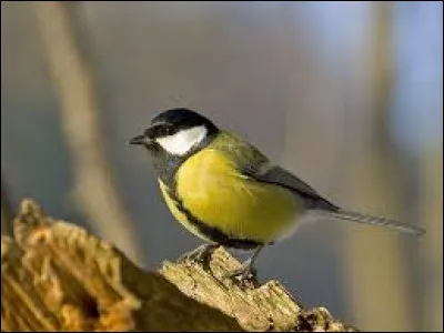 Quel est cet oiseau ?