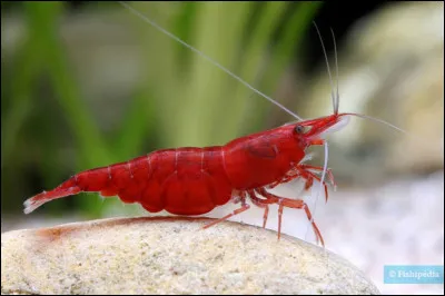 Quel est ce crustacé ?