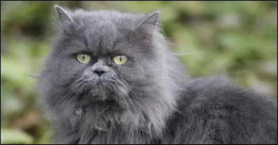 De quelle race est ce chat ?