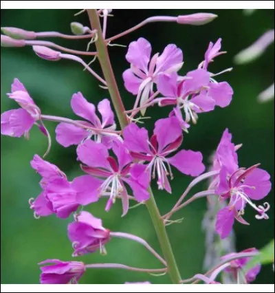 Quel est le nom de cette fleur ?