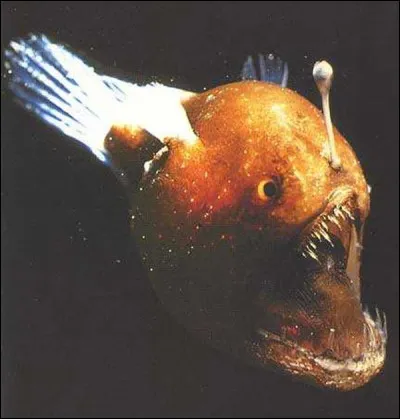 Quel est ce poisson ?