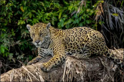 Cet animal est le 3e plus gros félin au monde, après le tigre et le lion :