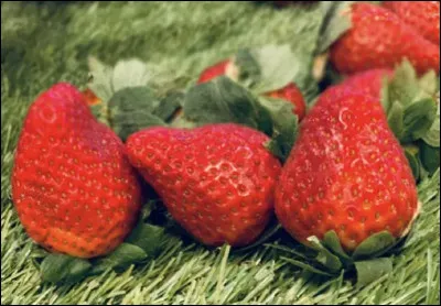 Quelle variété est une variété de fraises ?